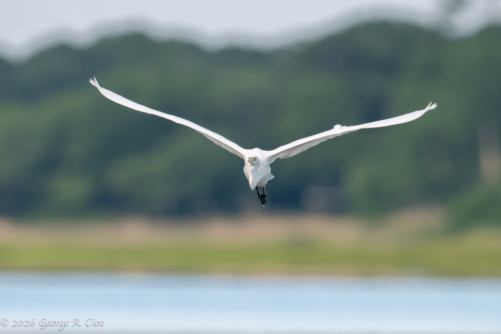 "Final Approach" Great Egret
