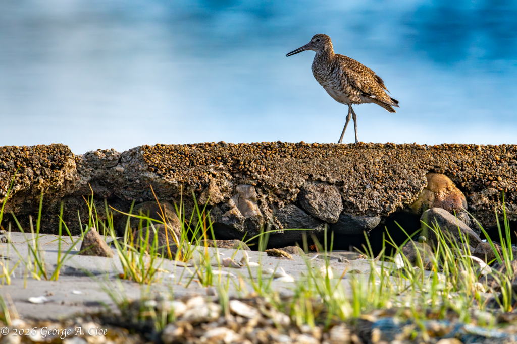 "Keeper of the Tide" Willet
