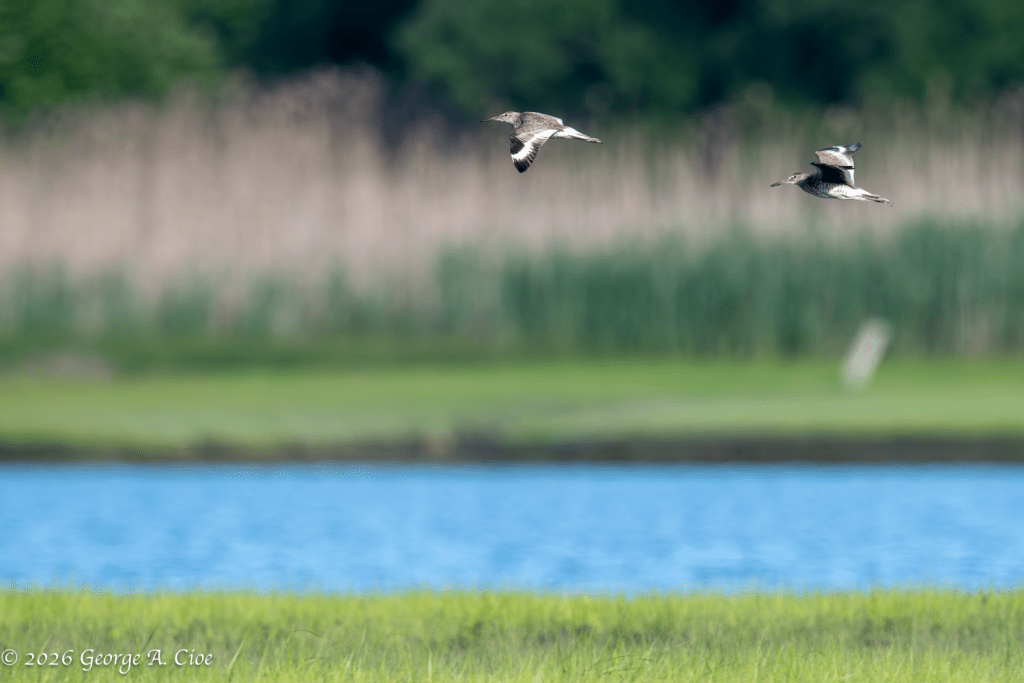 "The Neighborhood Watch" Willet Pair