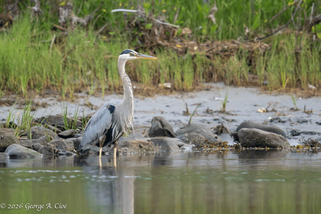 "Where Patience Lives" Great Blue Heron
