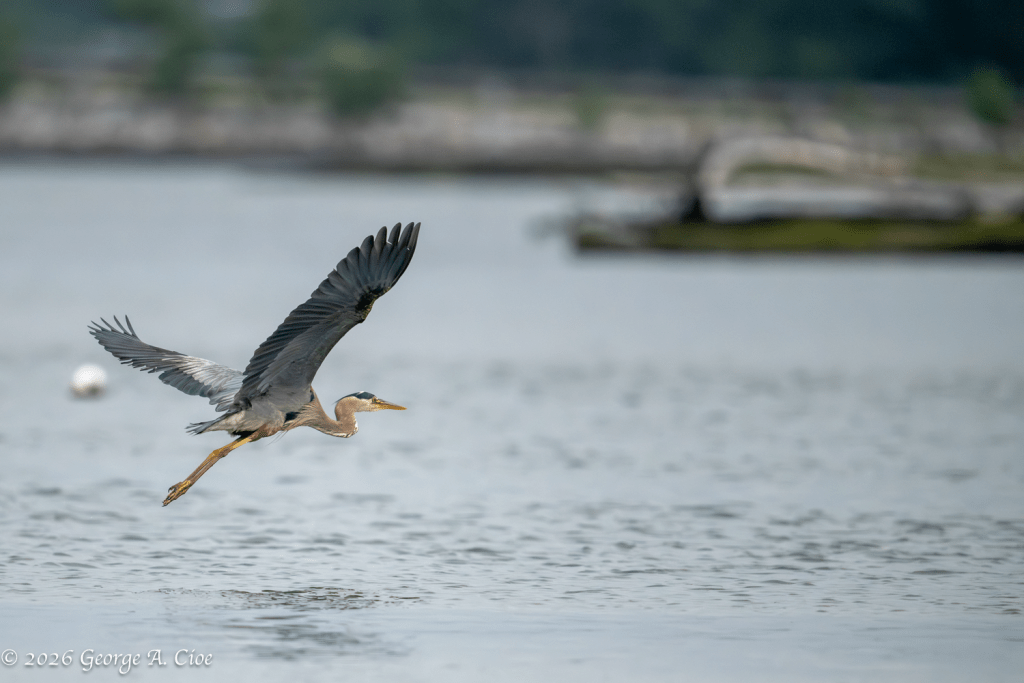 "Low Over the River" Great Blue Heron