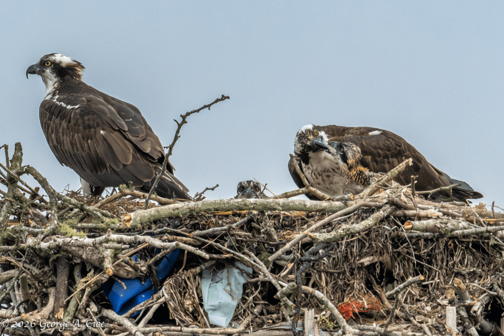"The Security Officer and the Food Critic" Two Chicks - Two Personalities