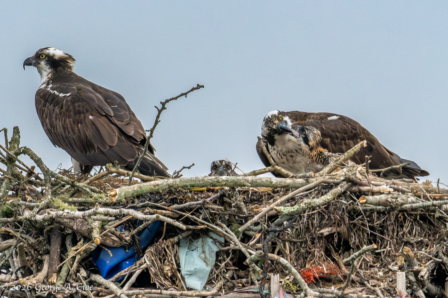 The Osprey Condo Association Experience: Nature Awaits