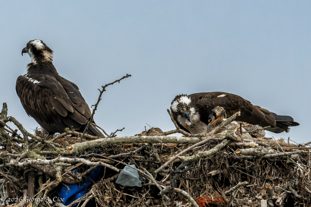 "Excuse Me, Service Has Been Interrupted" Osprey Feeding Chick
