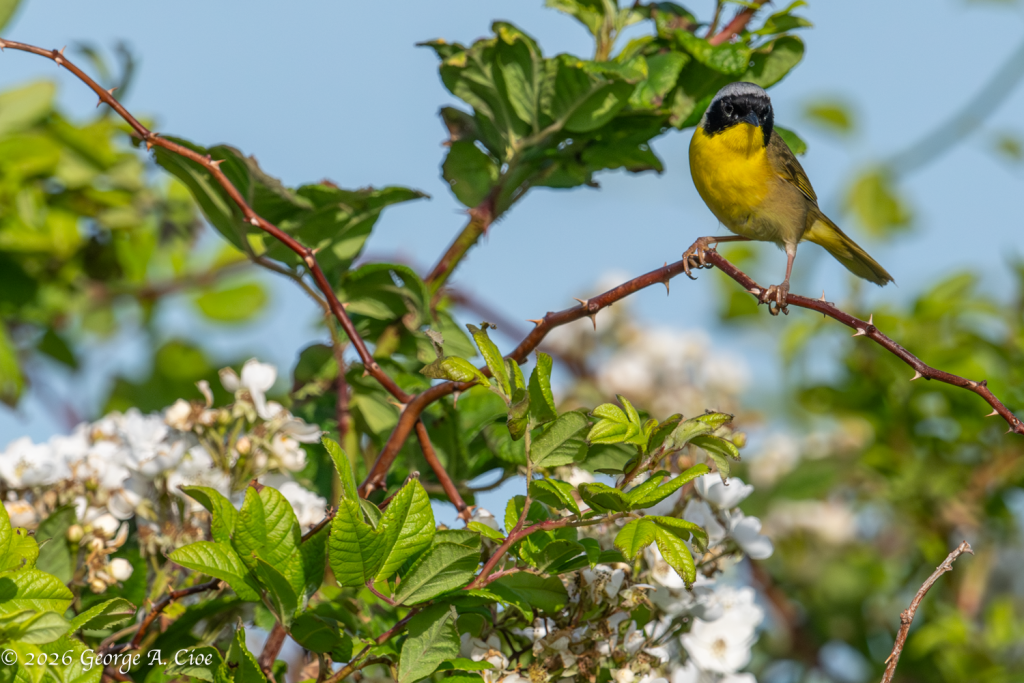 "You Lookin' at Me?" Common Yellowthroat