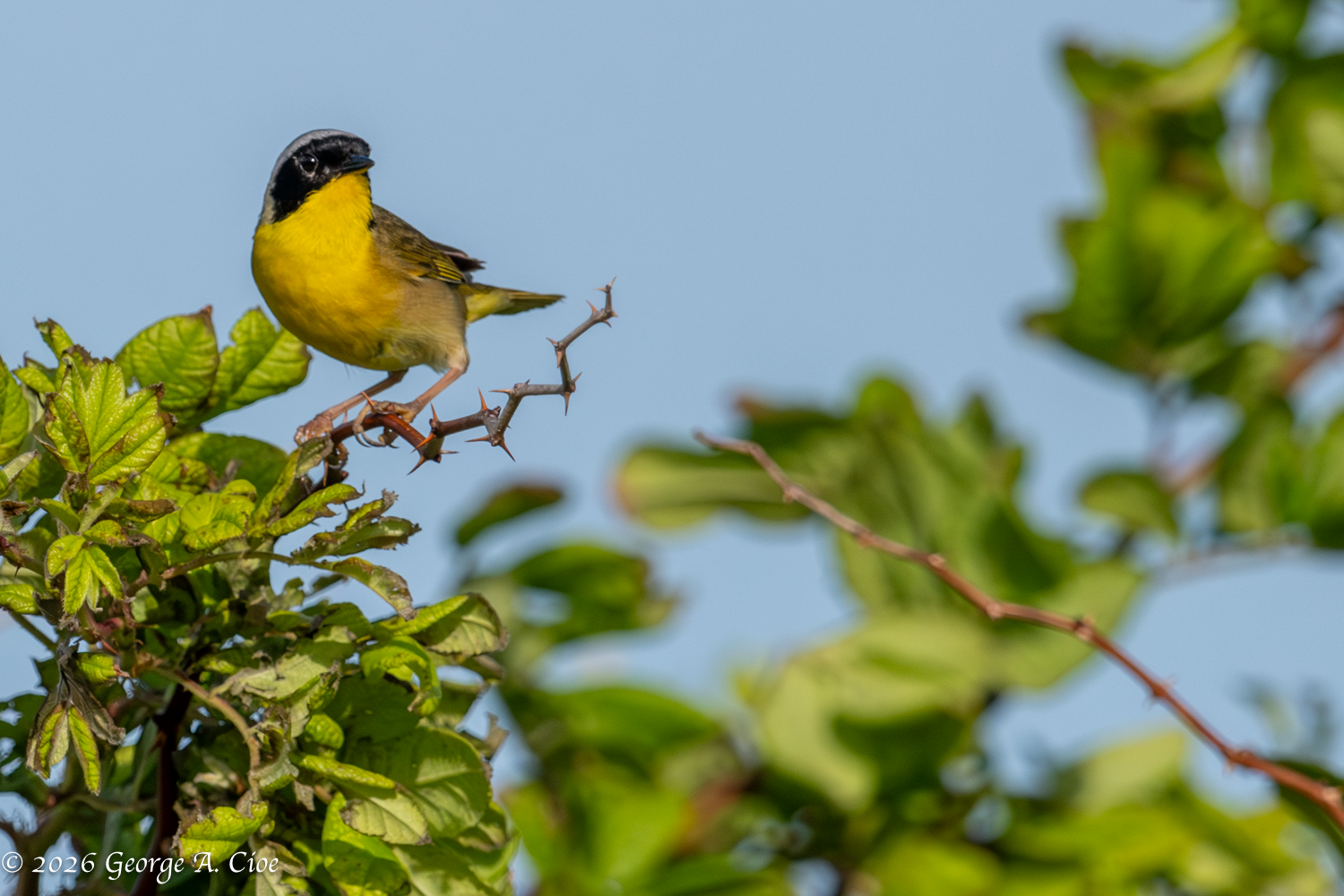 The Public Relations Problem of the Common Yellowthroat