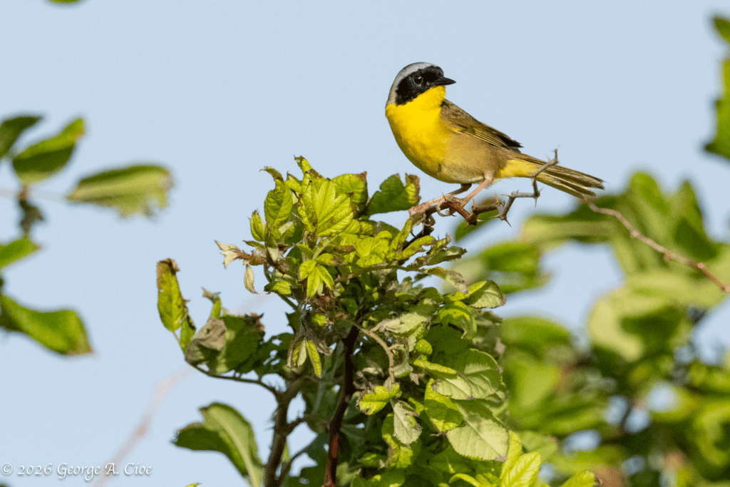 "Common? I Think Not." Common Yellowthroat