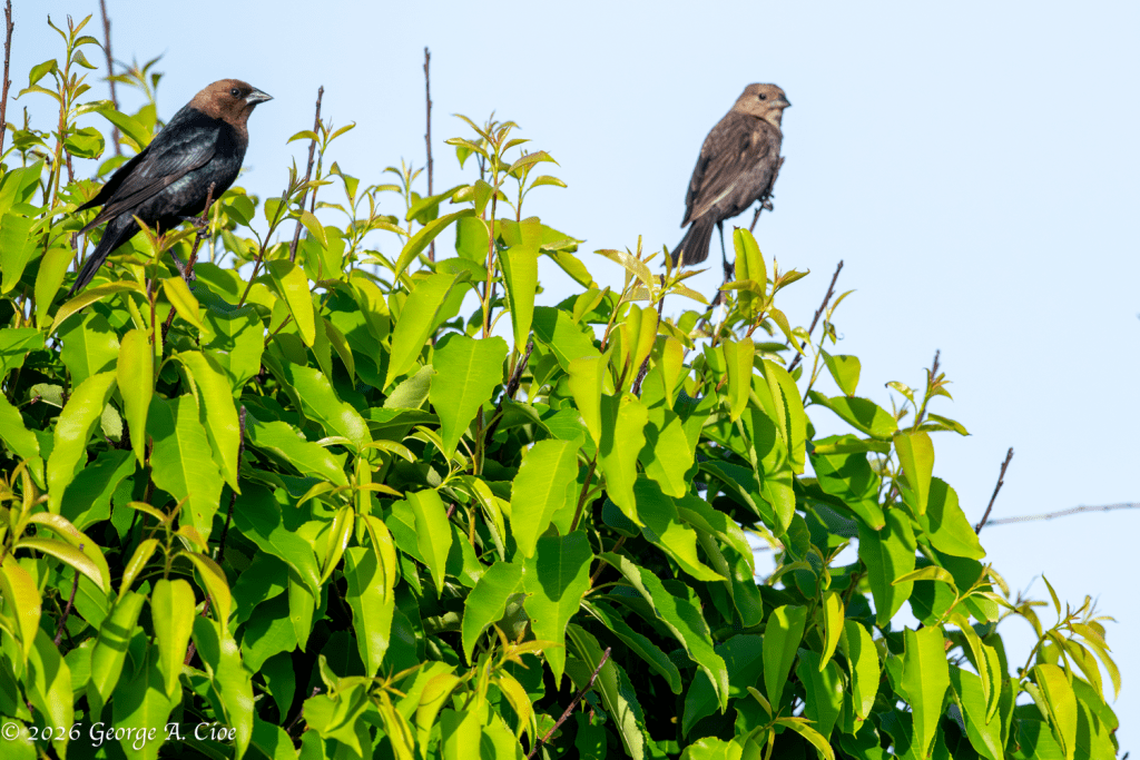 "Empty Nestlers" Brown-headed Cowbirds