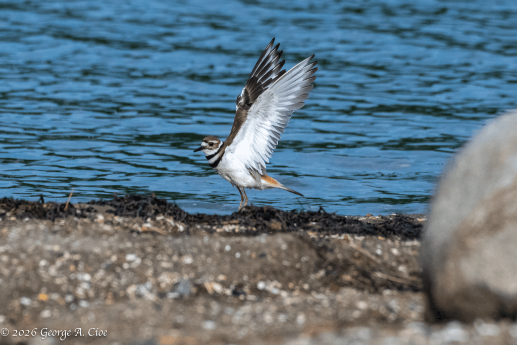 "Excuse Me... You Look Like You Need a Win" Killdeer