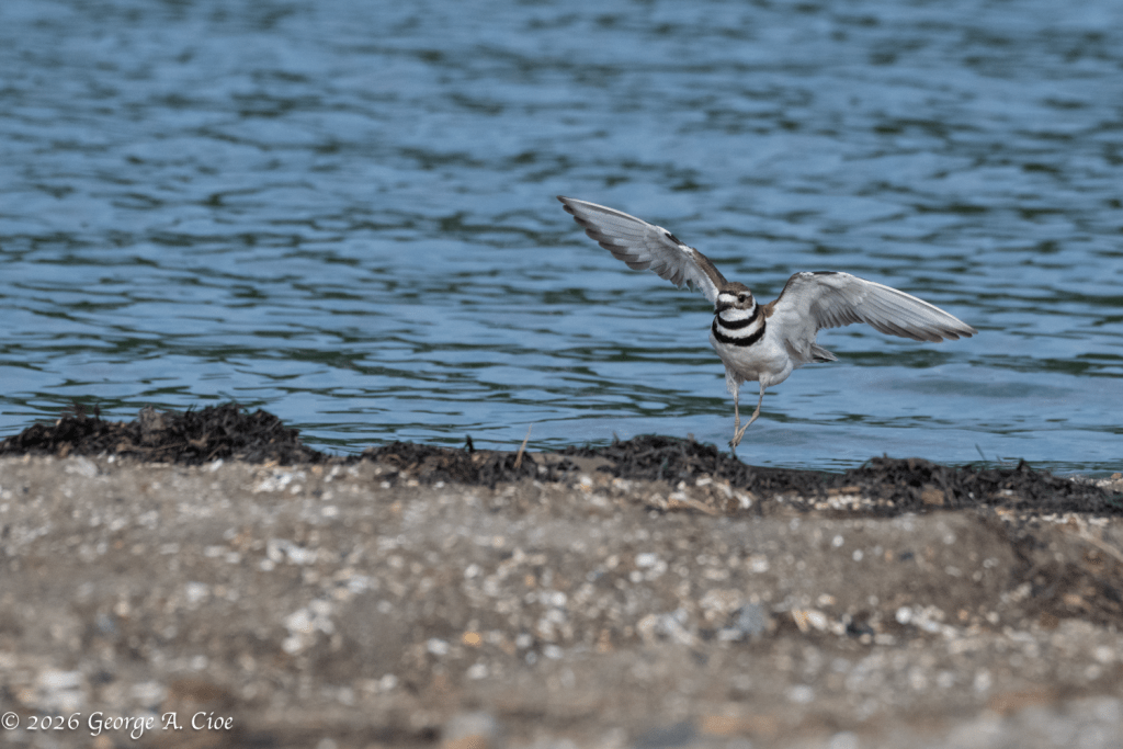 "Touchdown at Middlebridge" Killdeer