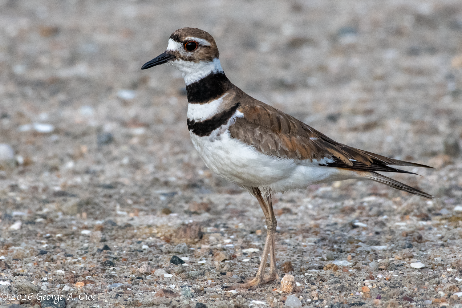 The Unexpected Hero of the Morning: Killdeer Magic