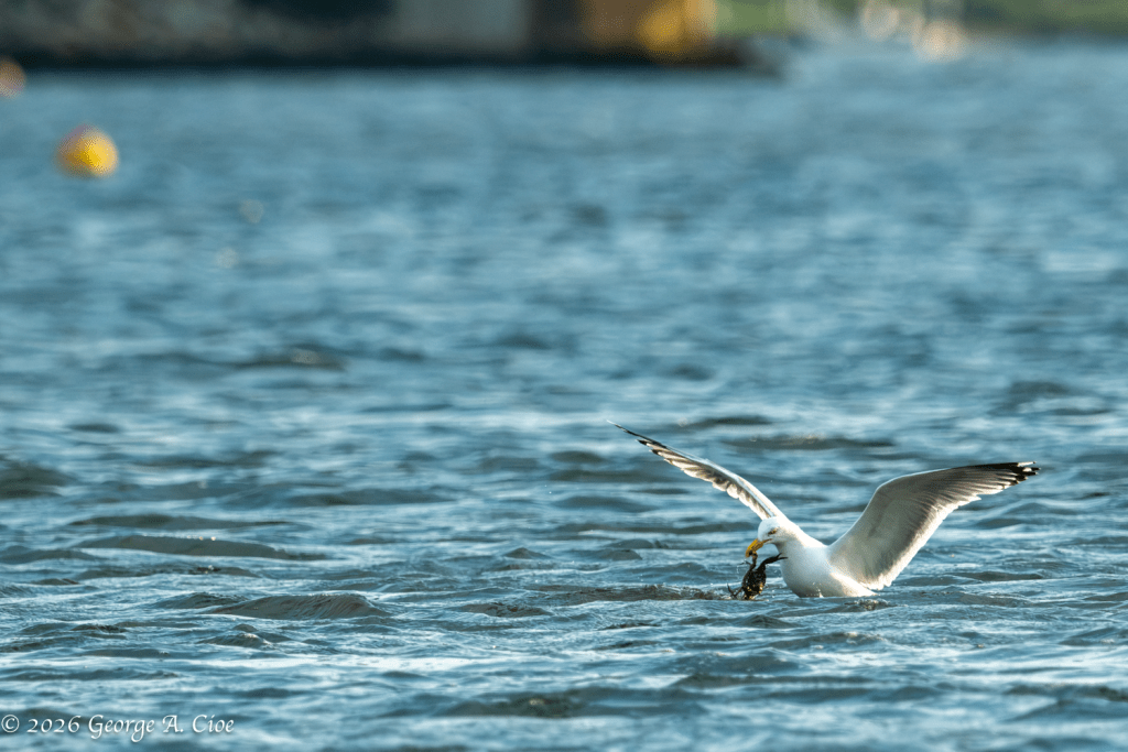 "Preparing... Breakfast" Herring Gull