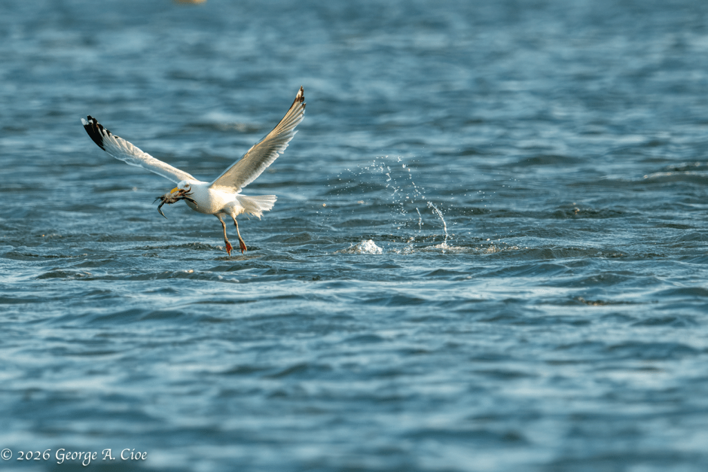 "Splash-and-Grab" Herring Gull