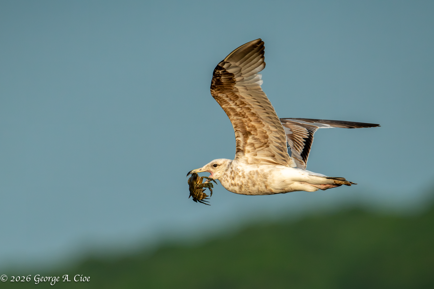 CrabTakes: Exploring the Narrow River Estuary and its Abundance