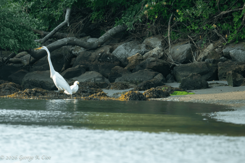 "Following the Wrong Parent" Great Egret with Snowy Egret