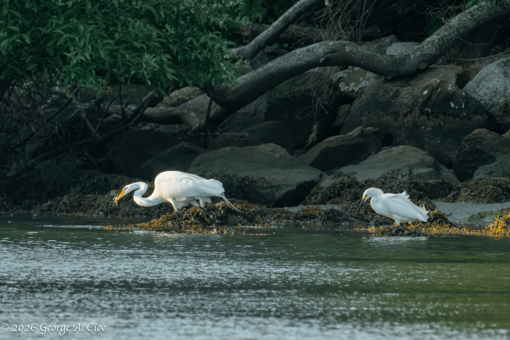 "One Chases. One Cashes In." Great Egret with Snowy Egret