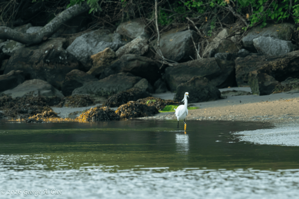 "The Employee of the Month" Snowy Egret