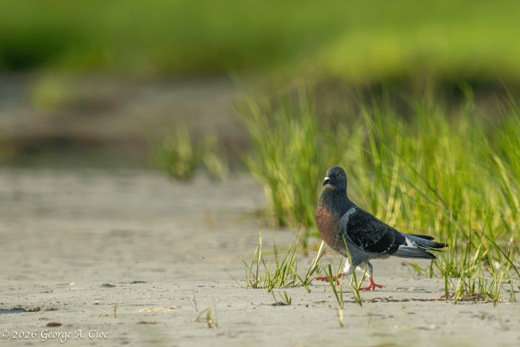 "The Strut Begins" Rock Pigeon