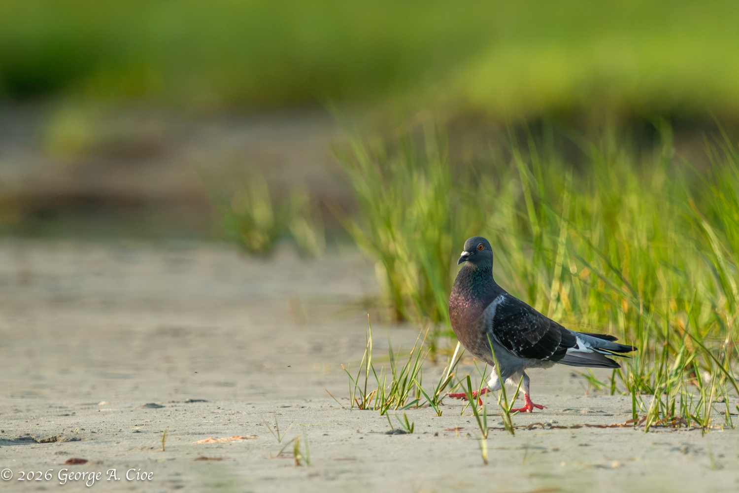 A Walk on the Wild Side with Rock Pigeons at Narrow River