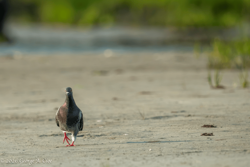 "King of the Mudflat" Rock Pigeon