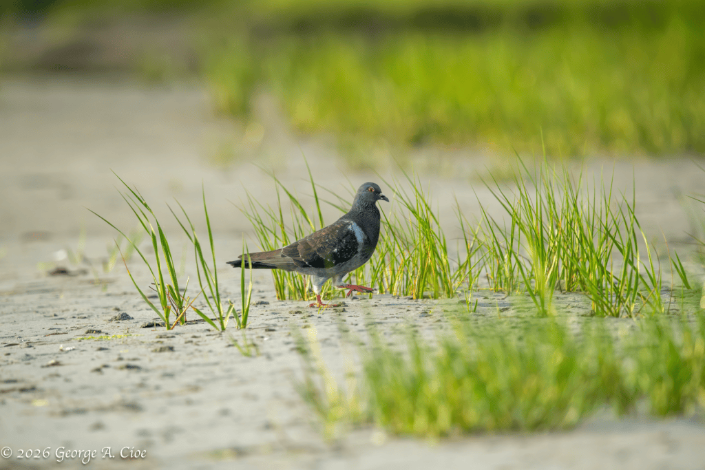 "Living on Borrowed Time" Rock Pigeon