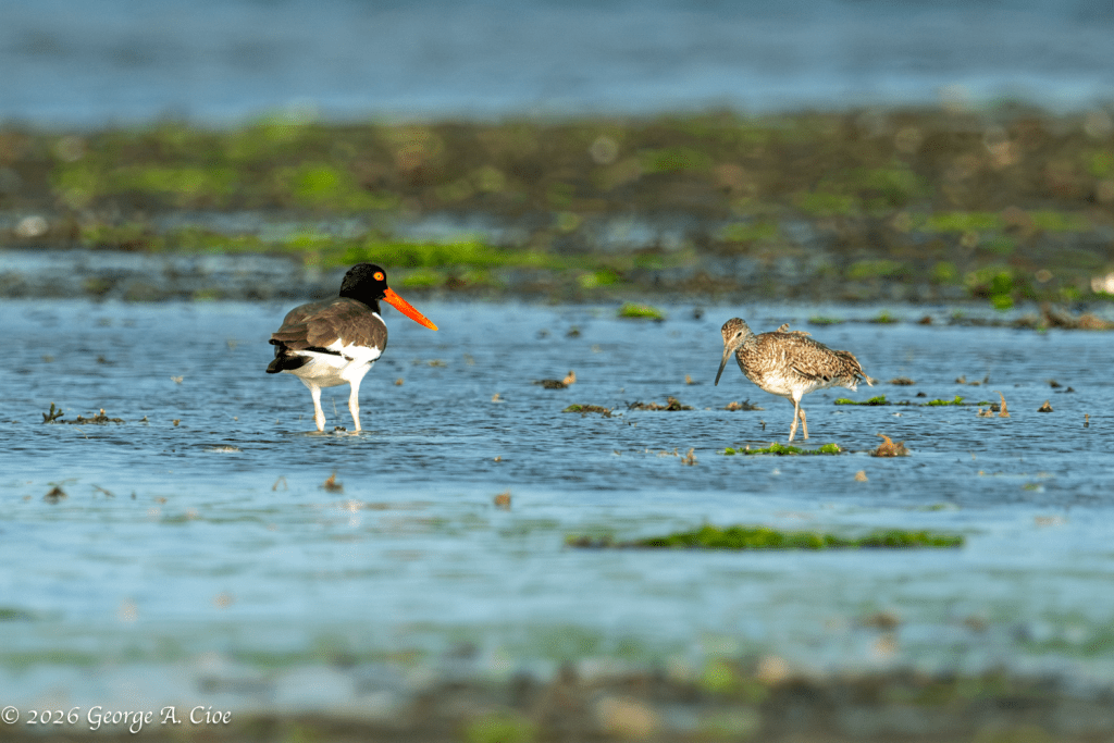 "An Unlikely Introduction" American Oystercatcher and a Willet