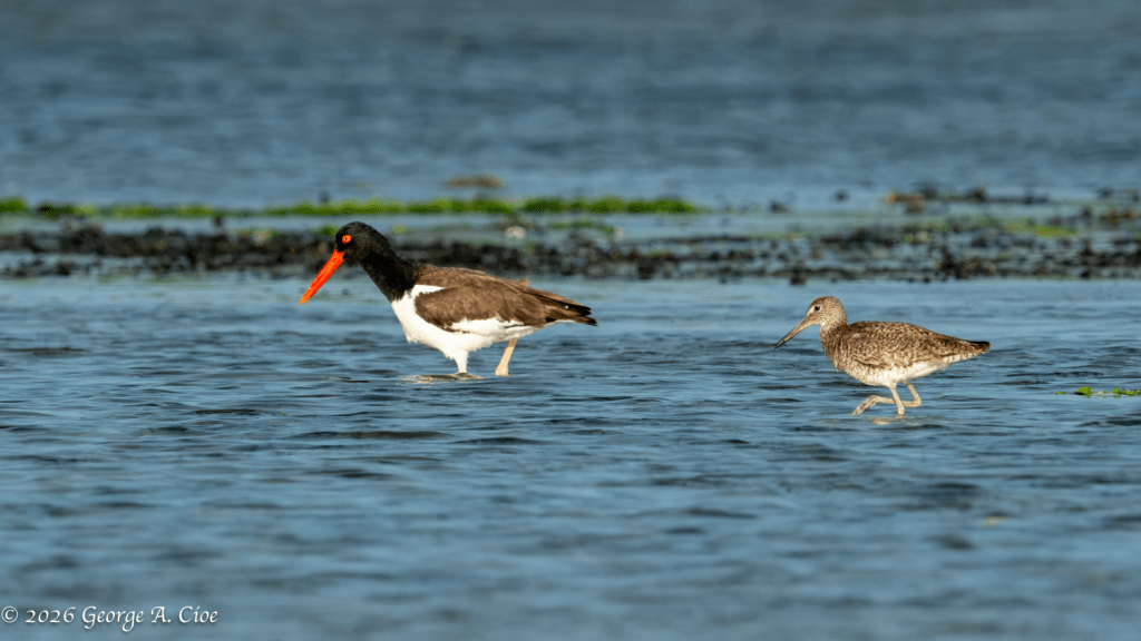 "Working the Same Shift" American Oystercatcher and a Willet