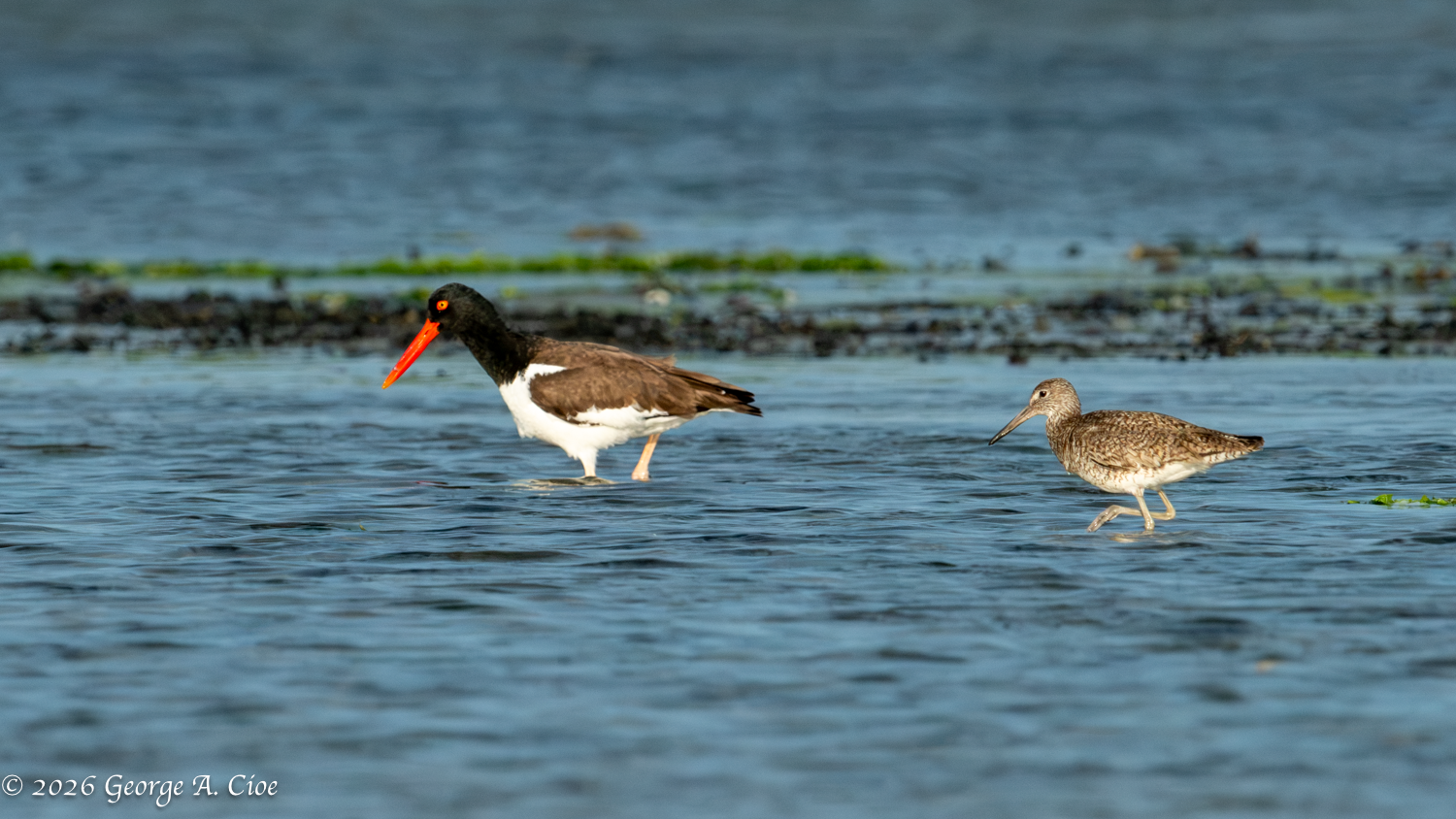 The Odd Couple: Lessons from Nature’s Harmony