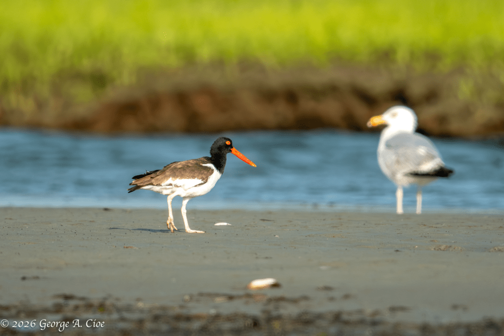 "The Bird That Stole the Scene" American Oystercatcher