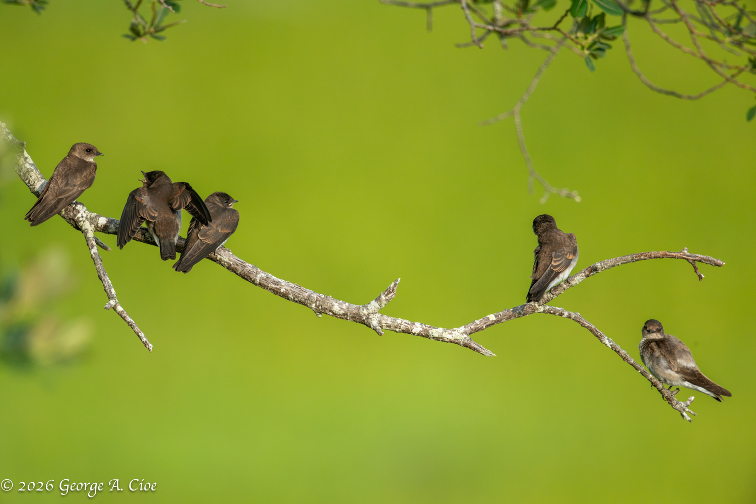 Right Church, Wrong Pew: Observing Habits in Bird Photography
