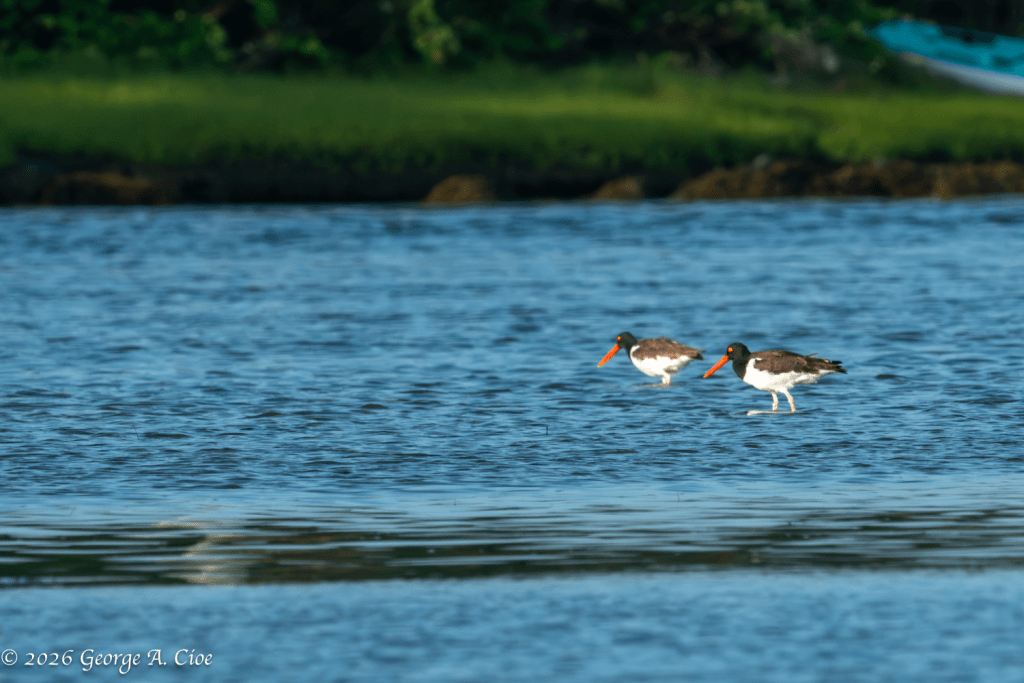 "Together Into the Tide" American Oystercatchers