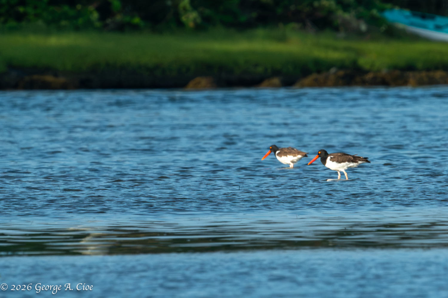 The Invisible Thread: Observing a Pair of American Oystercatchers