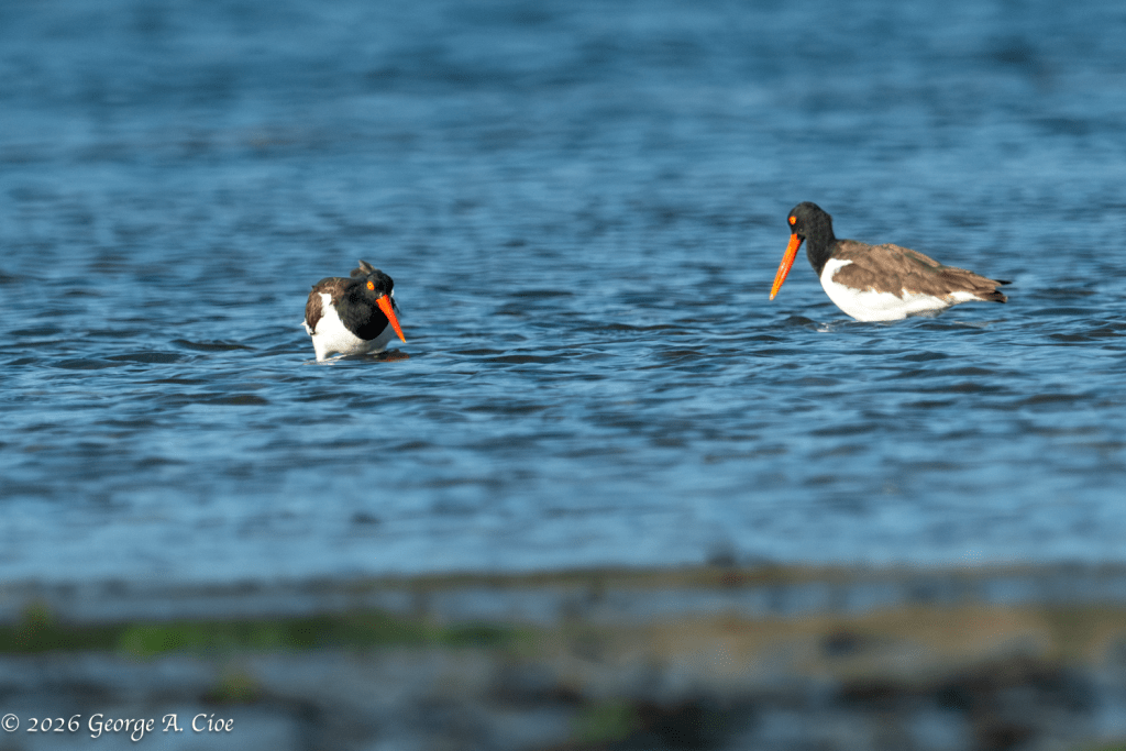 "The Reunion" American Oystercatcher