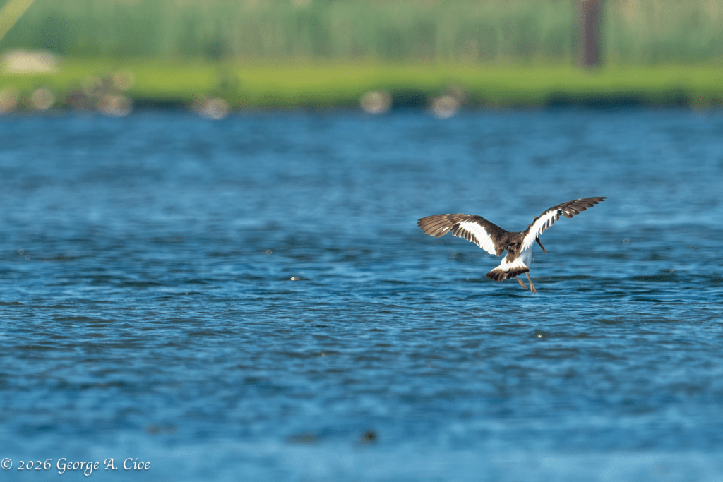 "Faith in Flight" American Oystercatcher