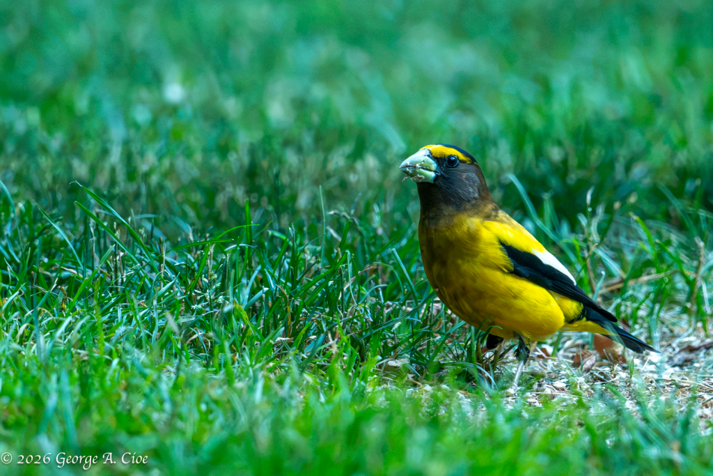 "The Beast Arrives" Evening Grosbeak