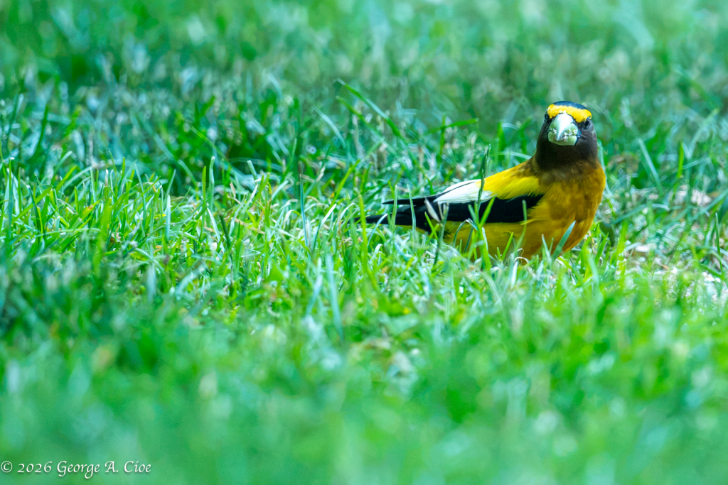 "Crunch Time" Evening Grosbeak