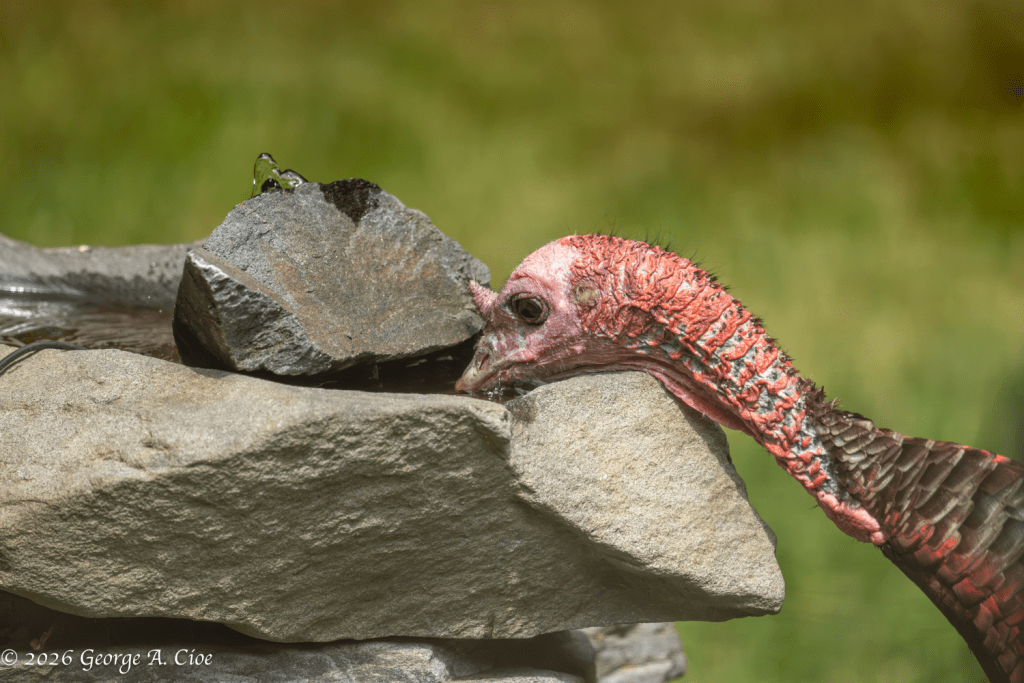 "Mom's Morning Refill" Wild Turkey