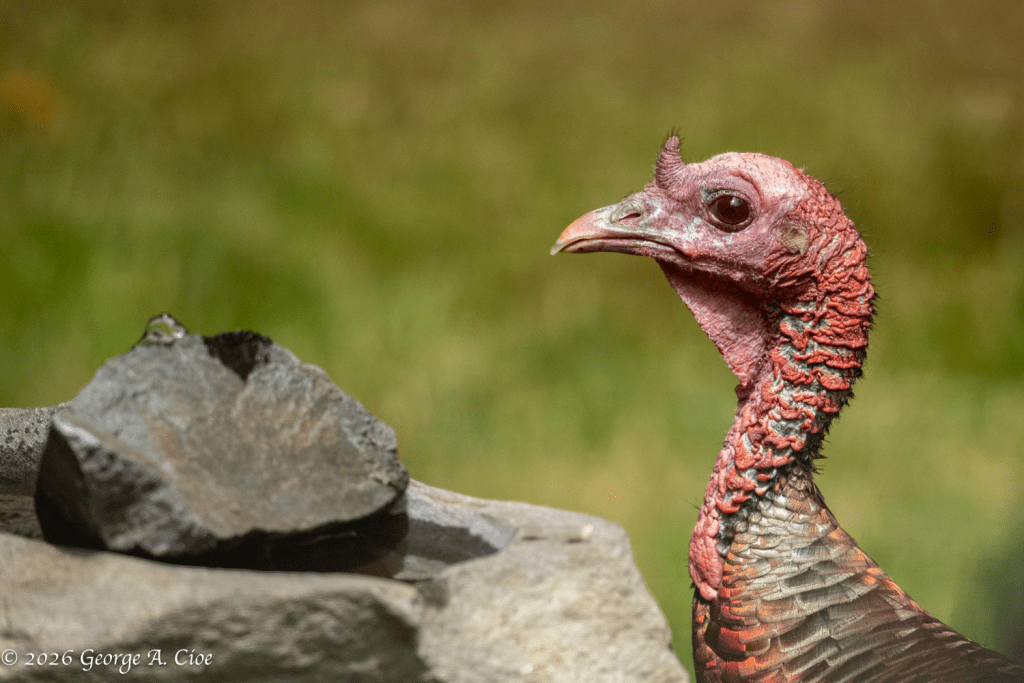 "Guardian at the Birdbath" Wild Turkey