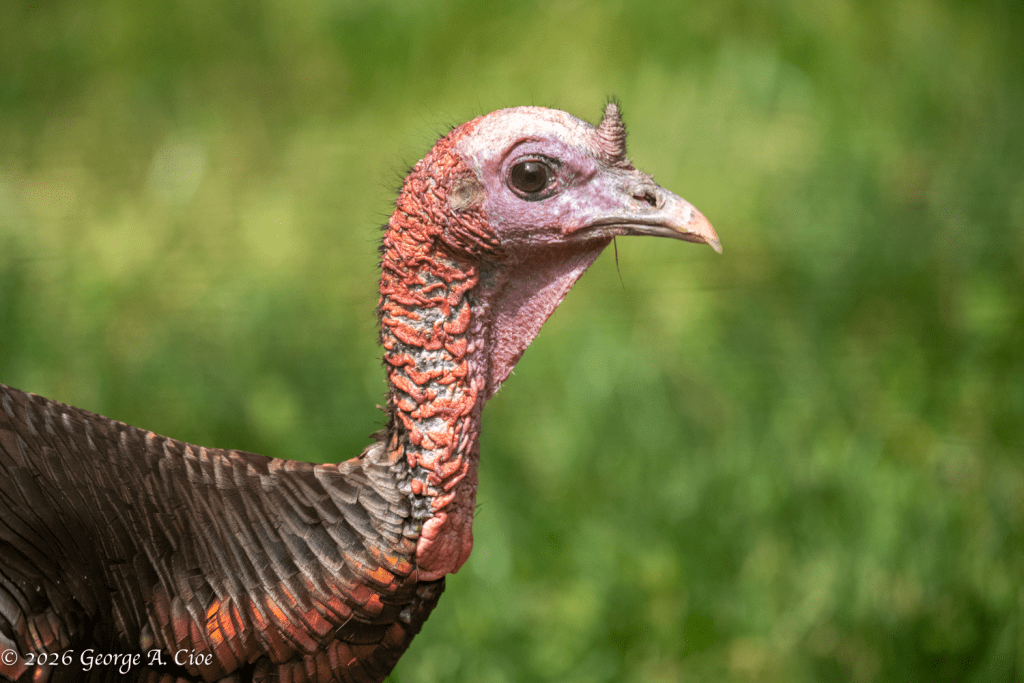 "The Eyes of a Mother" Wild Turkey