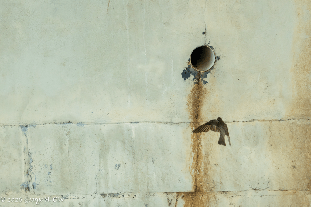 "Final Approach" Northern Rough-winged Swallow