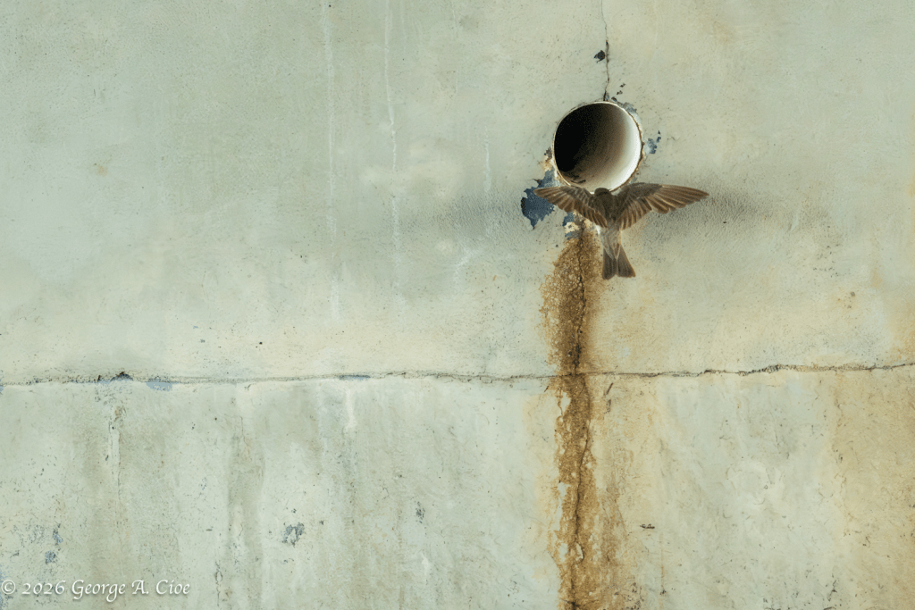 "Home Sweet Weep Hole" Northern Rough-winged Swallow