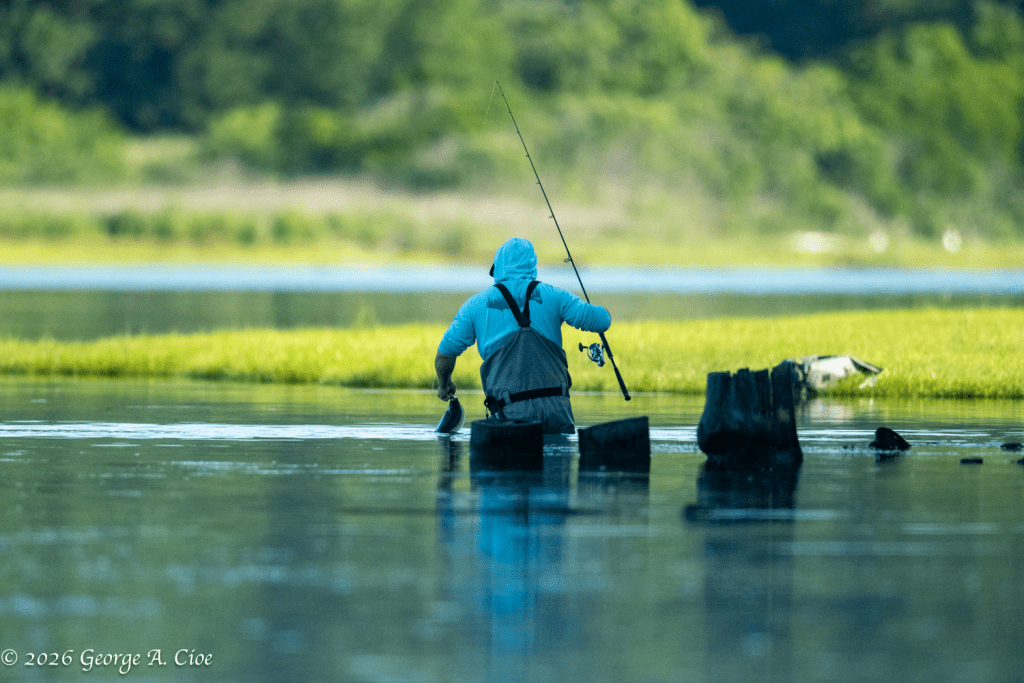 "Wading Away from the Noise" Narrow River