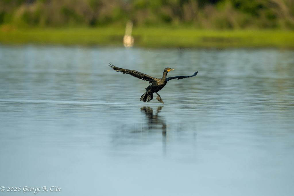 "Cleared for Landing" Double-crested Cormorant