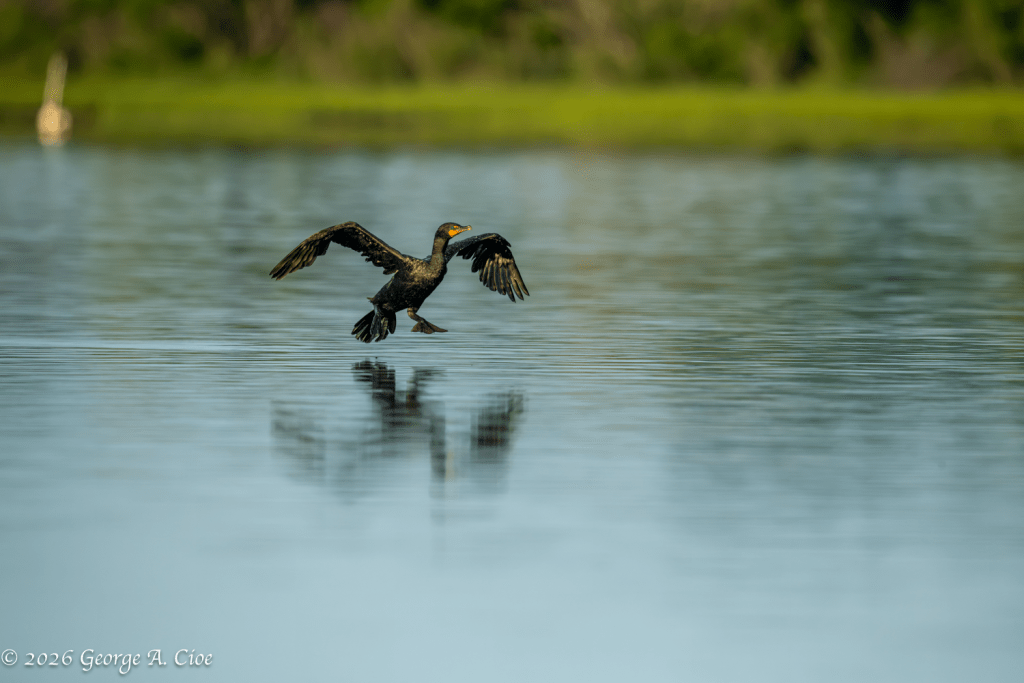 "Landing Gear Down" Double-crested Cormorant
