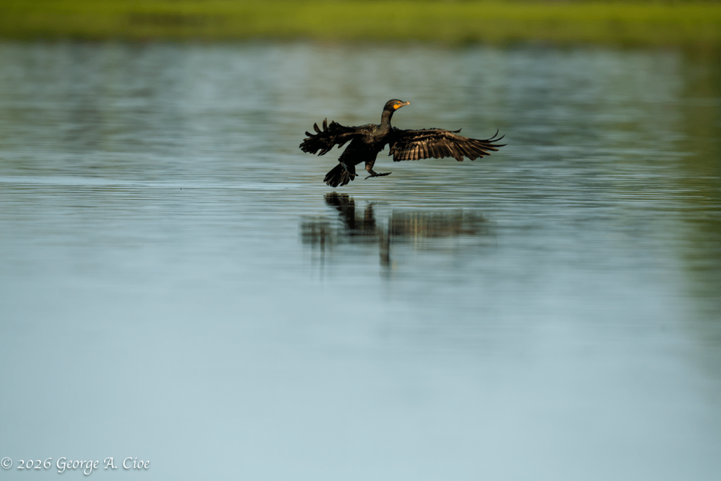 "The Tail Test" Double-crested Cormorant