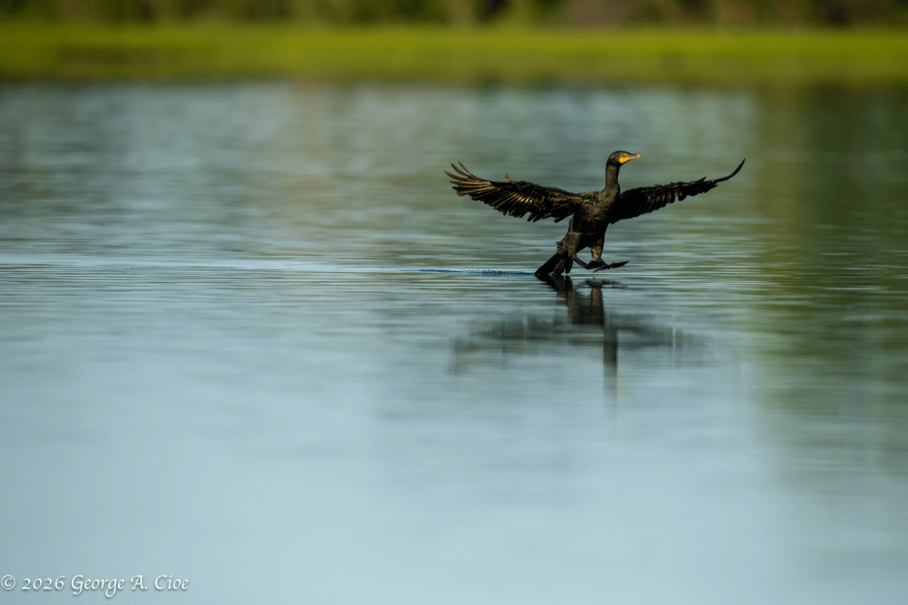 "Touchdown" Double-crested Cormorant