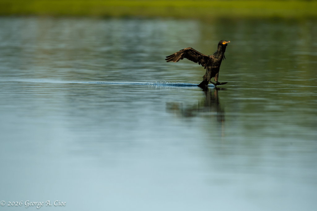 "Hydroplaning" Double-crested Cormorant
