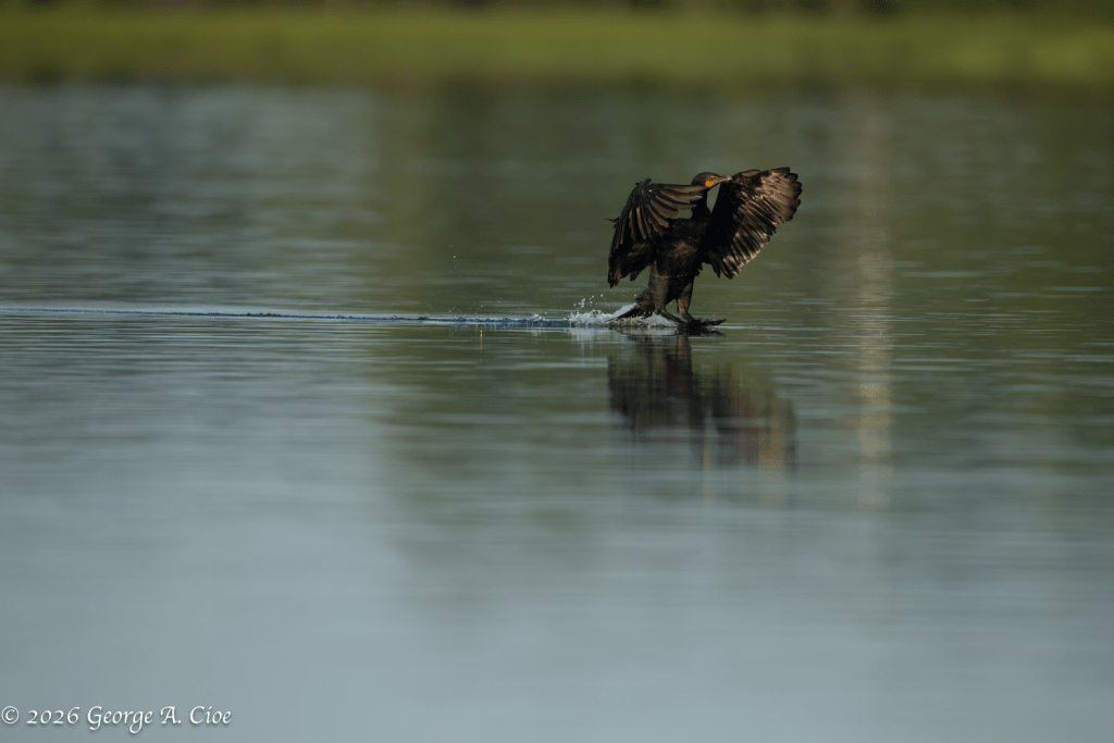 "Commitment" Double-crested Cormorant