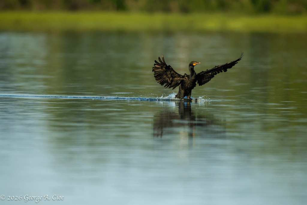 "Balance Point" Double-crested Cormorant