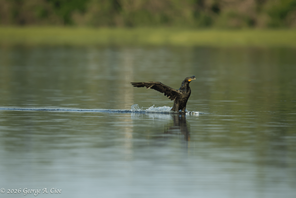 "Ride It Out" Double-crested Cormorant